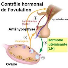 Optimizette, la pilule inefficace ? Contraception Progestative Symptomes Traitement Definition Docteurclic Com
