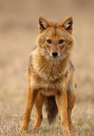Female Golden Jackal Canis Aureus Jackal Wild Dogs Animals Beautiful