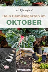 Умение, способность ich kann segeln. 11 Gemuse Die Du Im Oktober Noch Saen Und Pflanzen Kannst Wurzelwerk