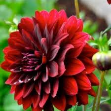 Check spelling or type a new query. Buy Dahlia Red Flower Plant Online At Cheap Price On Plantsguru Com