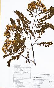 Image result for Dalbergia fischeri