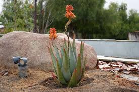 Image result for Aloe arborescens