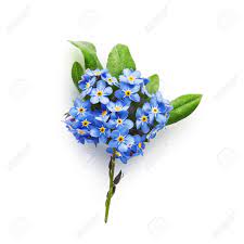 Forget me knot flowers destin. Bunch Of Small Blue Forget Me Not Flowers With Leaves Isolated On White Background Clipping Path Included Stock Photo Picture And Royalty Free Image Image 28217919