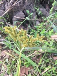 Image result for Cyperus deciduus