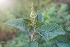 Image result for Amaranthus thunbergii