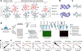 Like a recipe book it holds the instructions for making all the proteins in our bodies. Dna Mismatches Reveal Conformational Penalties In Protein Dna Recognition Nature