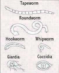Tapeworms In Dogs Google Search Vet Tech Student Worms
