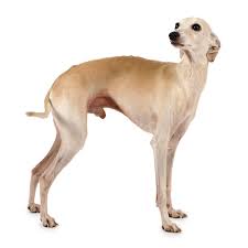The Best Dog Breed For Modern Dog Magazine