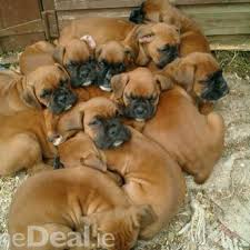 Boxer Dog Black And Brown Puppy Boxers Makes Me Want To Dive Right In Boxer Puppies Boxer Dogs Boxer Puppy