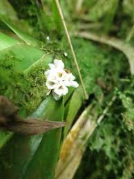 Image result for Ancistrorhynchus tenuicaulis