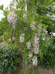 Choose one or more for your garden. 30 Great Flowering Trees For Alabama Gardens Progardentips