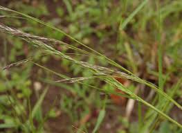 Image result for Ctenium longiglume