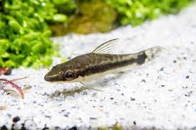 Check spelling or type a new query. Otocinclus Care Guide Ultimate Otto Catfish Care List Fishkeeping World