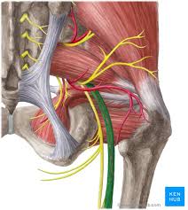 Spin it around and draw the bucket! Sciatic Nerve Origin Course And Branches Kenhub