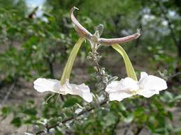 Image result for Catophractes alexandri