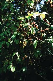 Image result for Cyphostemma kilimandscharicum