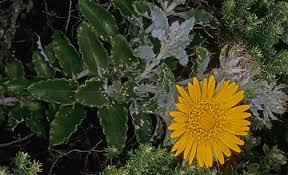 Image result for Berkheya speciosa
