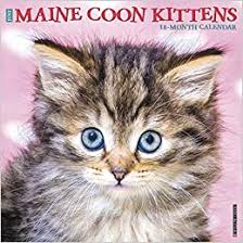 The maine coon was at one time bred to capture mice and rats on farmsteads. Buy Maine Coon Kittens 2020 Calendar Book Online At Low Prices In India Maine Coon Kittens 2020 Calendar Reviews Ratings Amazon In