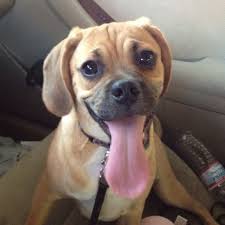 Black And Tan Puggle Looks Just Like Bentley But Tan And People Never Believe That He S Really A Puggle Puggle Puggle Puppies Puppies