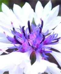 We did not find results for: Edible Flowers John Scheepers Kitchen Garden Seeds