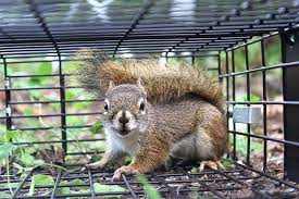 These squirrels can easily live squirrel traps: Best And Worst Squirrel Traps