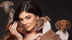 Kendall jenner accused of cultural appropriation over 818 tequila ad. Kylie Jenner Shares Photo Of A Dog No One Knew She Had Teen Vogue