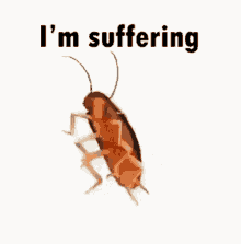 Cockroach Gift Gifs Tenor
