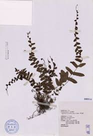 Image result for Ampelopteris prolifera