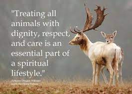 Resoect Animal Quotes Animals Animals Beautiful