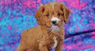 How big do cavapoos get. Cavapoo The Cavalier King Charles Miniature Poodle Mix