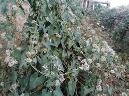 Image result for Cycnium recurvum