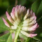 Image result for Trifolium isthmocarpum