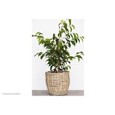Image result for Ficus barteri