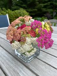 We did not find results for: Cut Flower Garden Yarrow Summer Berries Farmcoast Editorial