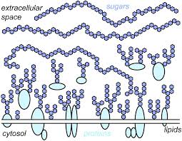 The lysosomal membrane plays a vital role in the. Frontiers The Emerging Role Of The Mammalian Glycocalyx In Functional Membrane Organization And Immune System Regulation Cell And Developmental Biology