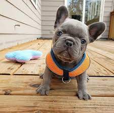 Beautiful french bulldogs puppies for sale lilac and tan ready to go by 7th of august 300 pounds holding deposit. Cheap French Bulldog Puppies Under 500 Frenchies For Sale
