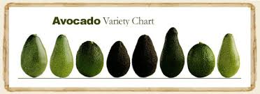 Learn About Florida Avocado My Organic Food Club 877 832 8289