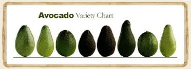 learn about florida avocado my organic food club 877 832 8289