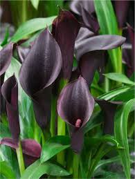 Image result for Zantedeschia