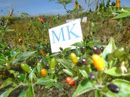 Chile Congo De Nicaragua 20 Seeds Semillas Capsicum Annuum Cosecha Propia 64 Semillas Plantas De Chile Chiles Rellenos