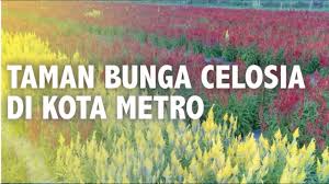Wisata negri sakura bayat : Cantiknya Taman Bunga Celosia Di Kota Metro Lampung Youtube