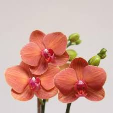Look At The Birds Of The Air And The Flowers Of The Field Phalaenopsis Lianher Orange Phalaenopsis Orchid Orchid Color Orchids