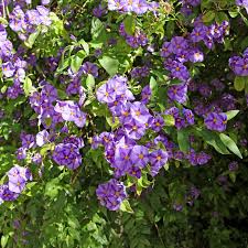 Image result for Lycianthes rantonnetii