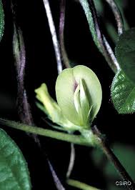 Image result for Macrotyloma africanum