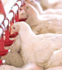 For chicken and duck egg consumption, the figure is 20 kg per capita. Breeder Broiler Farming Mfm Dindings Poultry