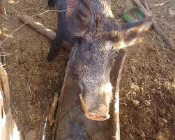 Eduarda Oficial Fodendo Sarah Estanislau Packs