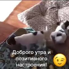 75 otmetok nravitsya 1 kommentariev zoopetsdp zoopetsdp v instagram