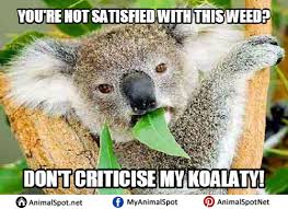 Angry Koala Meme Koala Koala Meme Funny Animal Memes