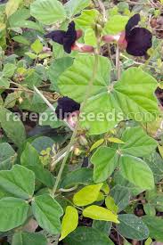 Image result for Macroptilium atropurpureum