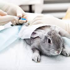 We understand how important your companion is to you — because they're there for you through the thick and thin of life, with a wagging tail or a happy purr, and unconditional love. All Pets Clinic Lakewood Ranch Veterinarian In Sarasota Fl